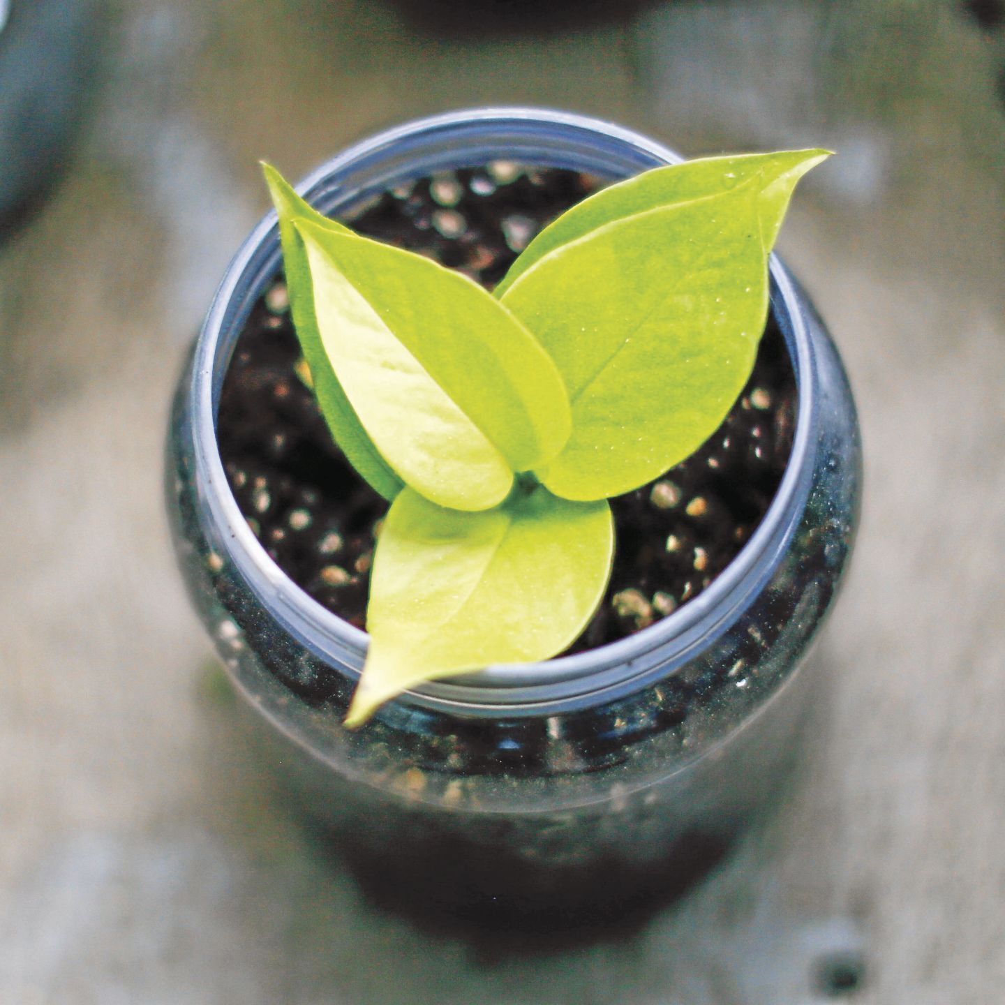 Neon pothos fukayamamo-wLMF4lS08Ow-unsplash_CMYK.jpg